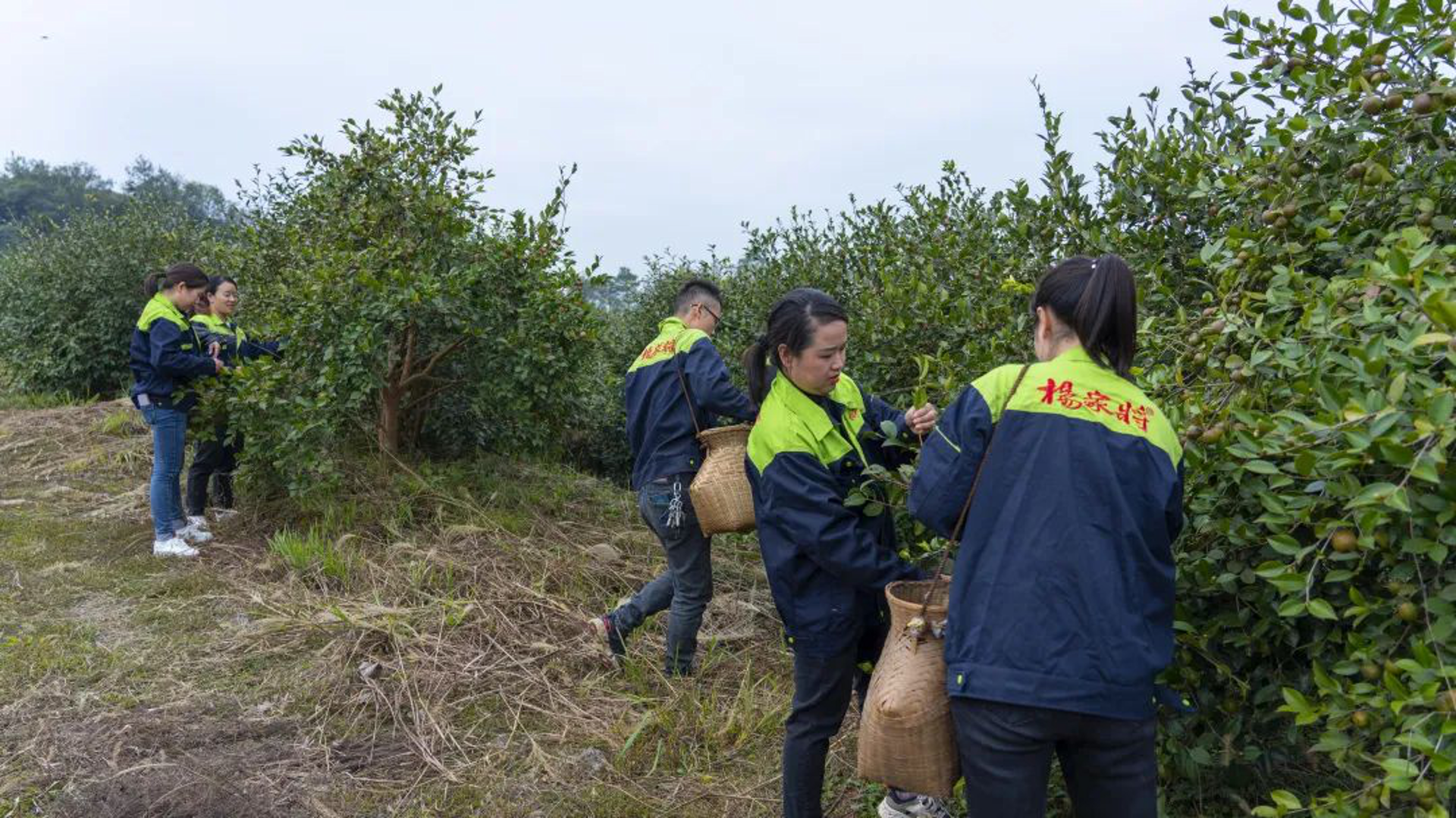 杨家将茶油